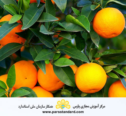 عملیات خوب کشاورزی ایران – مرکبات – 16548
