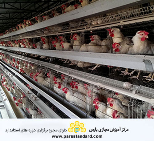 آیین کار بهداشتی و فنی مرغداریهای صنعتی 3484