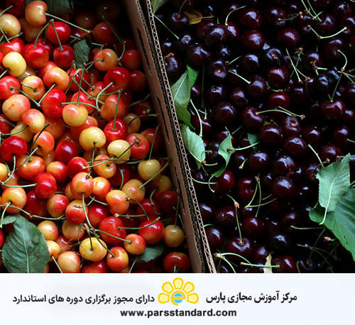 آیین کار نگهداری و ترابری گیلاس و آلبالو در سردخانه 4973