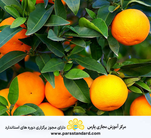 عملیات خوب کشاورزی ایران – مرکبات – 16548